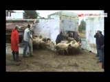 TG 28.01.15 Diossina, a Massafra saranno abbattuti 64 bovini