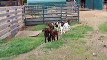 Bebé compilación lindo cabras ||