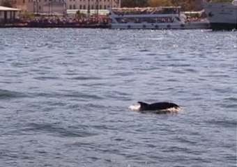 Tarihi Yarımada'da Yunus Şovu