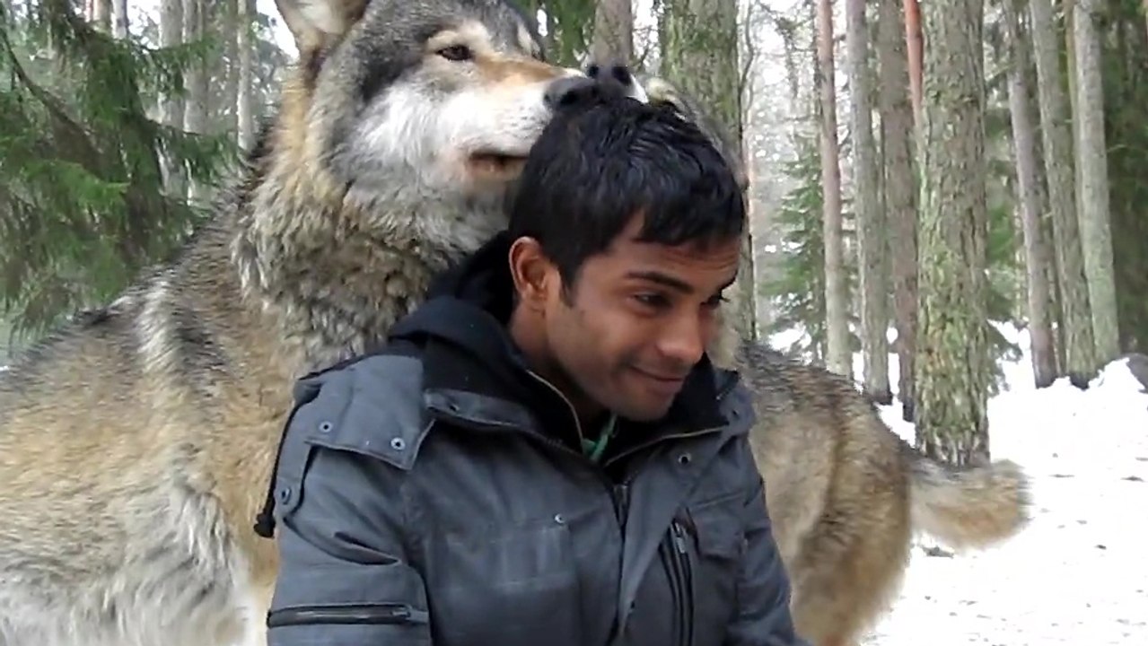 Loups amicaux