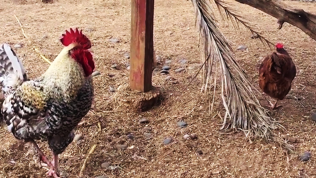 Mannequin Challenge chez les poulets
