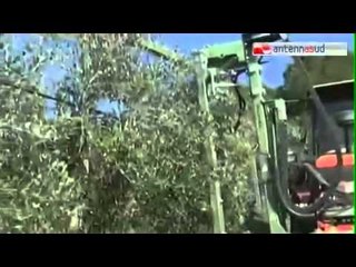 TG 13.11.14 Olio, raccolta a picco ma salgono i prezzi