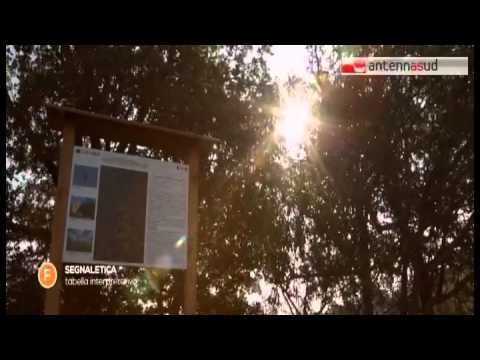 TG 18.11.14 Ciclovia Parco Alta Murgia-aeroporto, passando per Bitonto