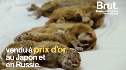 Si j'étais un animal protégé dans le monde...