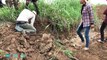 Wow!Amazing Two Boys Catch Big Snake Near Tractor In The Rice Field