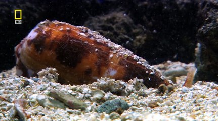 [4FILE.GE]_World's Deadliest Animals (part 1 ) (opa.ge)