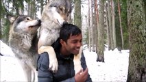 Regardez ces Loups faire de gros calins à leur maitre. Adorable