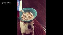Patient dog balances cereal bowl on head while owner pours milk in