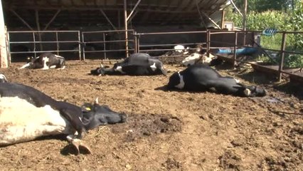 Konya'da Besihanedeki 19 Büyükbaş Hayvan Telef Olmuş Halde Bulundu