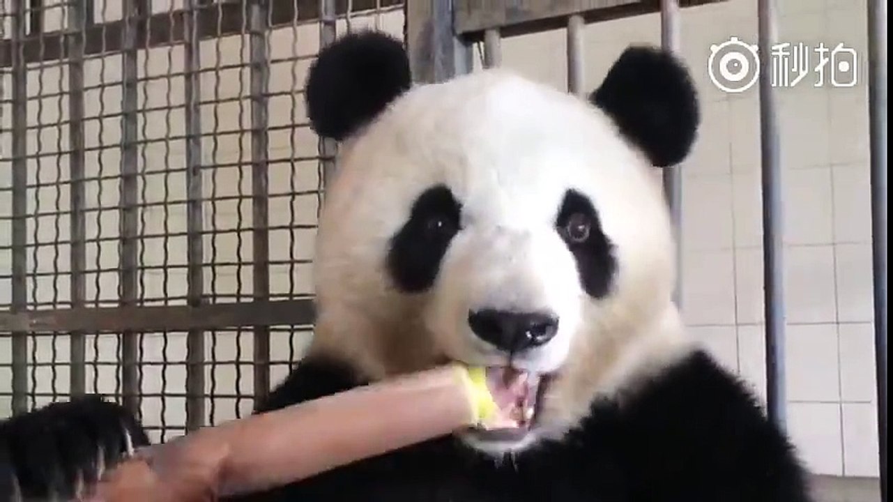 Avez-vous déjà vu un panda en train de manger des pousses de bambou ?
