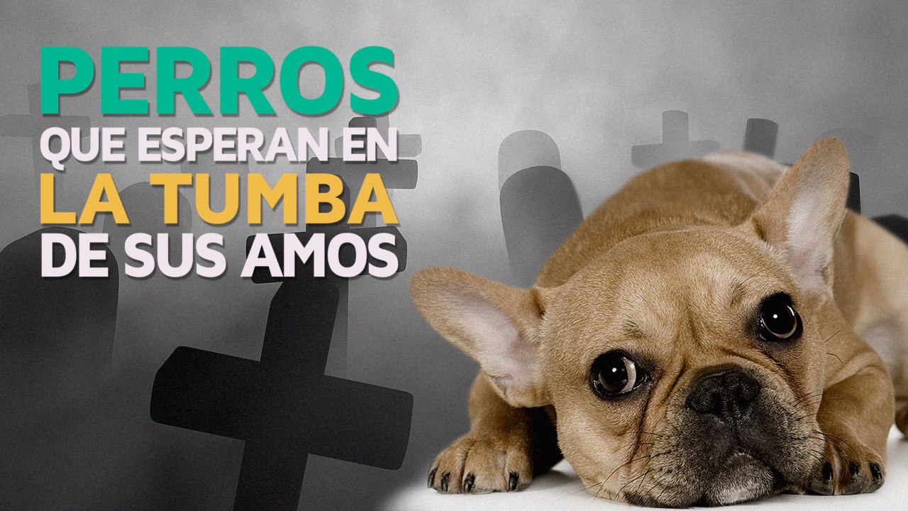 ¿Por qué los perros esperan junto a la TUMBA de sus amos?
