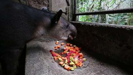 Nicaragua: Le combat de quelques passionnés pour sauver le tapir