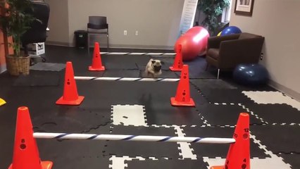 Pug Takes On Obstacle Course