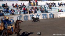 JARIPEO Mira Lo Que Le Hacen Estos Jinetes Al Toro Montados En Caballos Pura Sangre Lienzo Charro