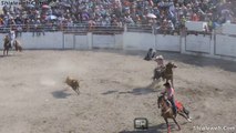 Jaripeo Charro Toros Salvajes Y Caballos Pura Sangre Jinetes Practican