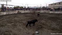 Super Jaripeo Ranchero Extremo En Michoacan Y Guanajuato Caballos Pura Sangre De La Mejor Ganaderia
