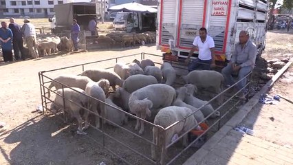 Kurbanlık Yetiştiricileri Çifte Bayram Yaptı
