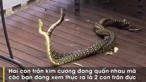 Trăn kim cương quần nhau trước cửa nhà dân ở Australia