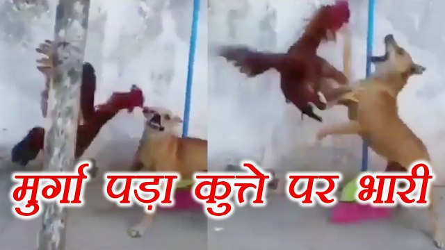 Cock won fight against Dog | मुर्गे से लड़ना पड़ा कुत्ते को भारी , देखें SHOCKING वीडियो | वनइंडिया हिंदी