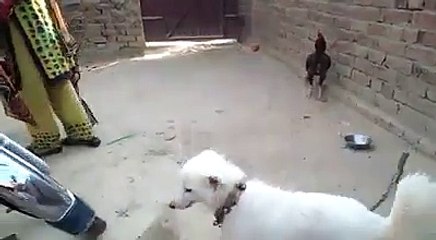 Funny Dog vs chicken azaming fight