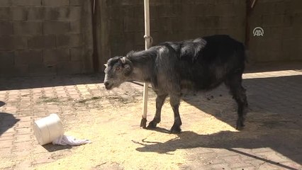 Kaçan Kurbanlık Keçinin Sahibi Aranıyor
