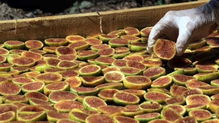 "İncir Cipsi" Üreterek Kendi İşinin Patronu Oldu