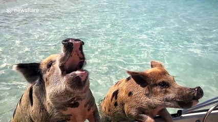 Swimming pigs demand food from tourists in the Bahamas