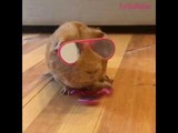 These Guinea Pigs Prove They are Too Cool For School