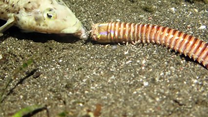 Ce ver carnivore va avaler un poisson en entier