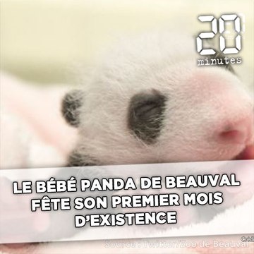 Le bébé panda de Beauval fête son premier mois en dépassant le kilo