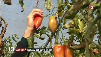 Consommation : le boom de l’auto-cueillette des fruits et légumes