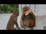 Greedy Monkey Refuses to Share Juice with Young Pal