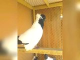 Best fancy pigeons breeding loft day activity (Birds Videos)