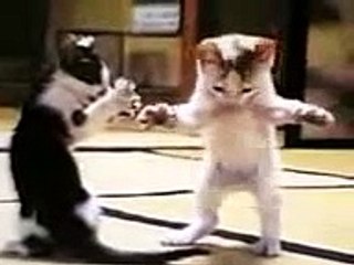 هههههههههههههه قطه تحتفل بالعيد على طريقتها هتموت من الضحك