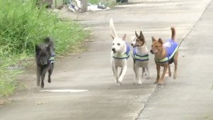 Stray Dogs In Thailand Help Keep Streets Safe