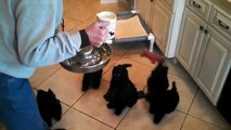 Döne Döne süt içen yavru köpekler
