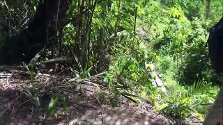 Alias chasse Guyanese pt3 rouge-rumped agouti akuri