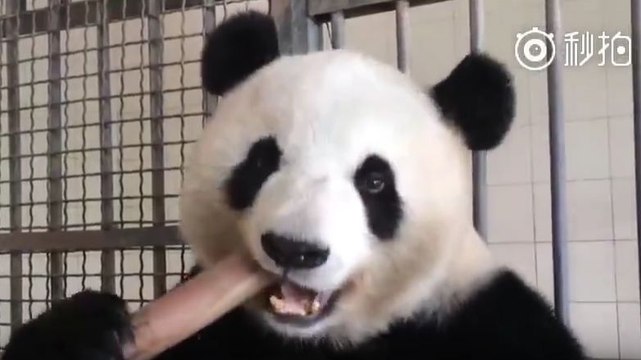 Un panda mange des pousses de bambou
