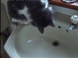 Silly Kitty! Cat playing in the sink