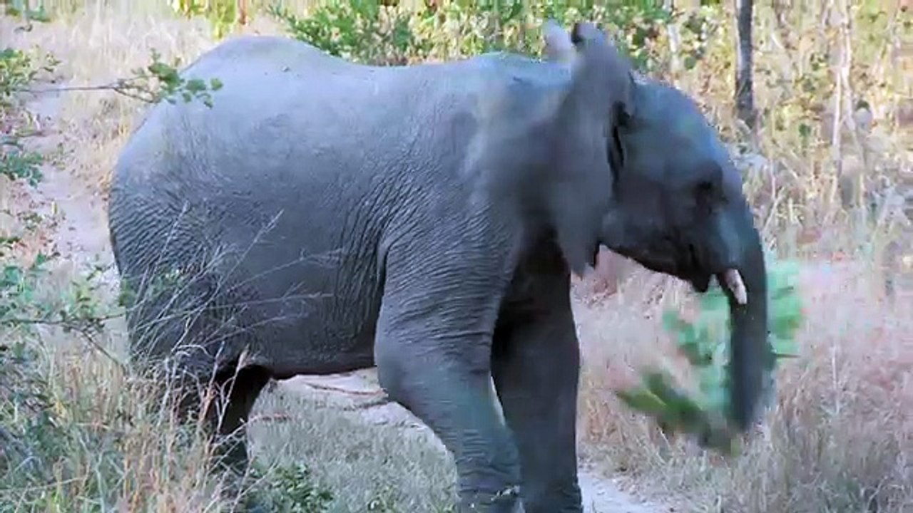 Learn about Animals for Toddlers – Funny Zoo Animal Sounds – Elephants with Blippi 2017