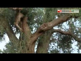TG 11.02.15 Xylella, finalmente riconosciuto lo stato di emergenza al Salento