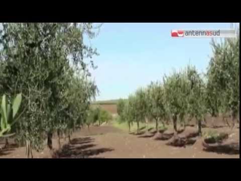 TG 11.03.15 Brindisi: strage di ulivi per far spazio a pannelli fotovoltaici