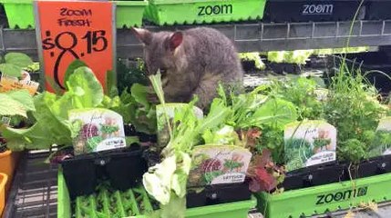 Bold Smart Possum Shopping In A Supermarket In Australia