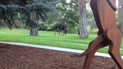 Moose Wrestles a Tire Swing in Spokane, Washington