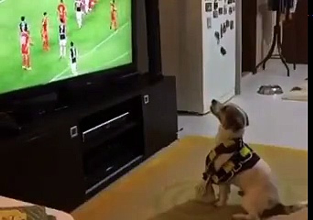 When Your Dog Is A Huge Football Fan