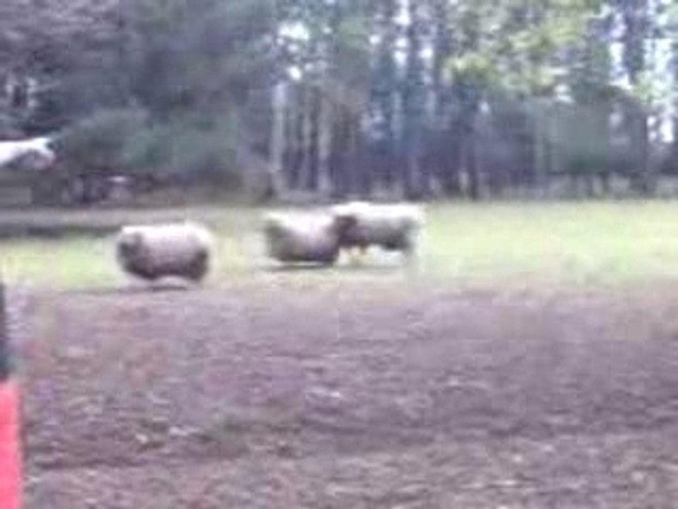 jimmy jessy et damain les mouton