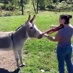 كه ريش گؤرانى ئه لئ به س لي تيناگه ين