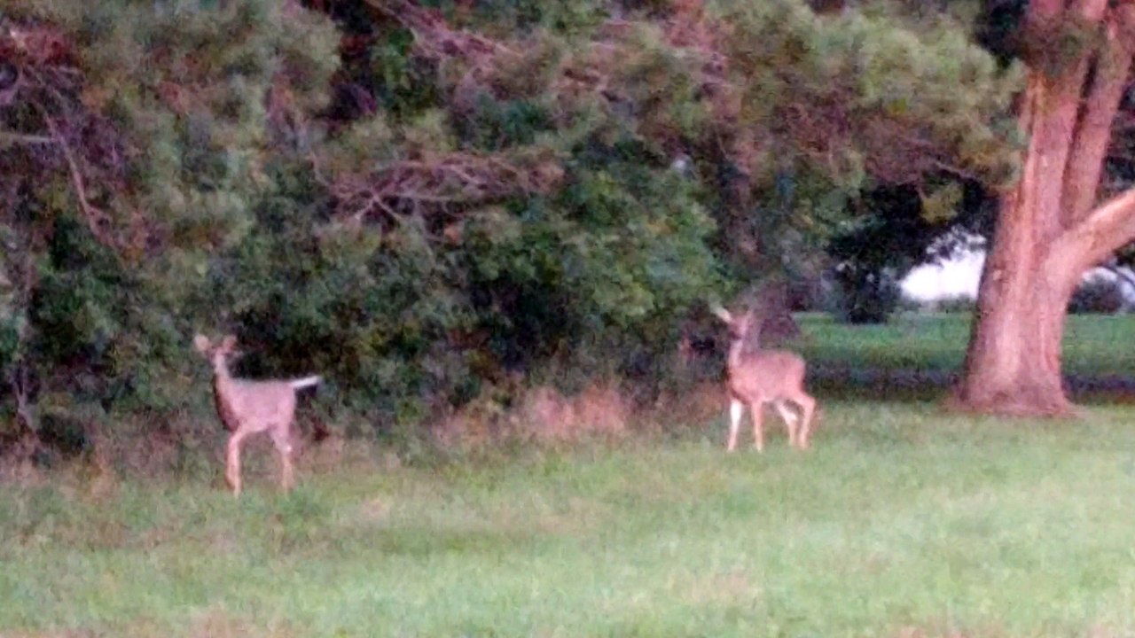 Deer Sighting