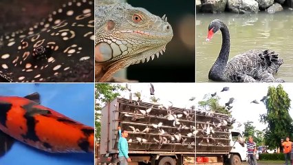Alagang Magaling S8 EP1 - PIGEON TALK AND ABA MAGALING