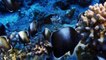 Under the sea: Easter Island approves marine protection zone